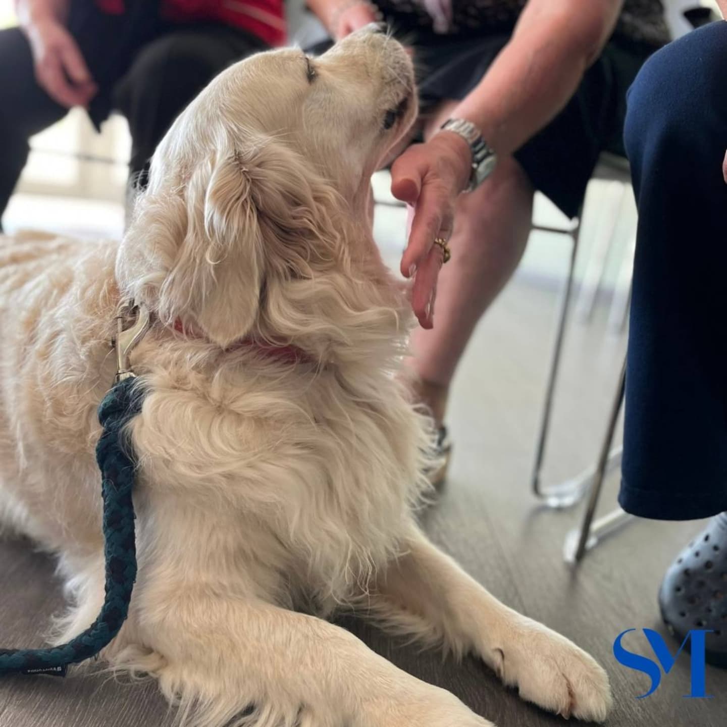 Stella Maris Pet Therapy 5